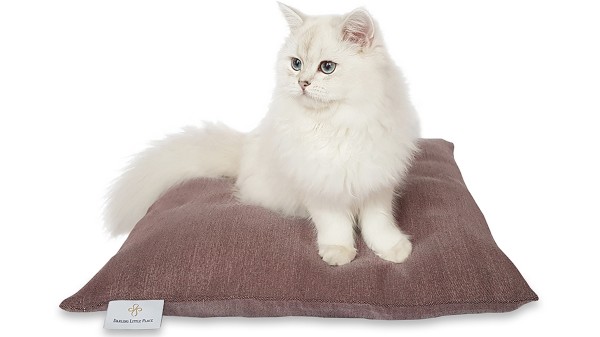 Kittenkissen S 50x50cm "für Babykatzen und kleine Katzen" DARLING LITTLE PLACE®