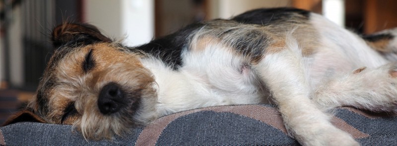 Füllung für Hundebett