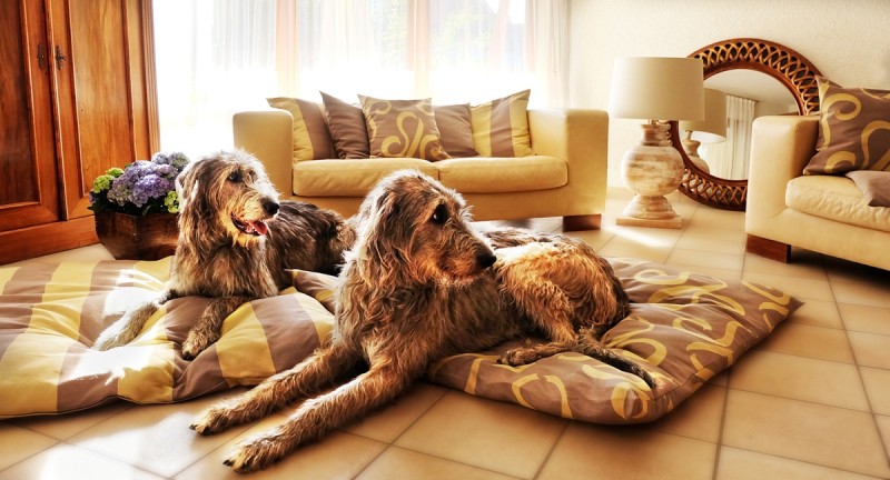 Hundekissen groß