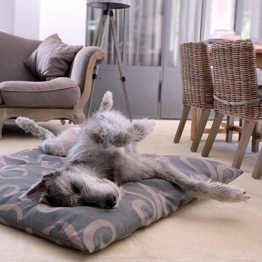 media/image/Hundebett-Hundebetten-Hundekissen-Hundedecke-Hundekorb-Hundekoerbchen-Irischer-Wolfshund.jpg