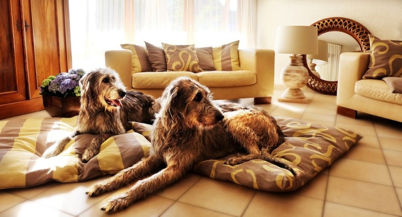 Luxus Hundekissen